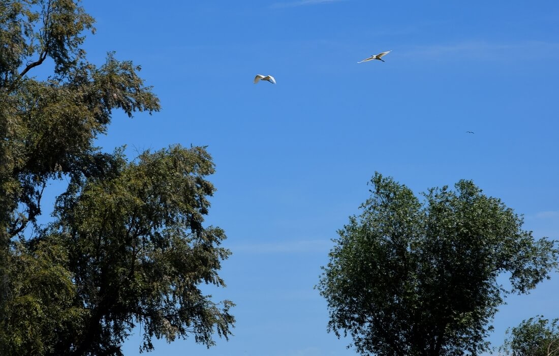 Great white heron in Kopacki rit
